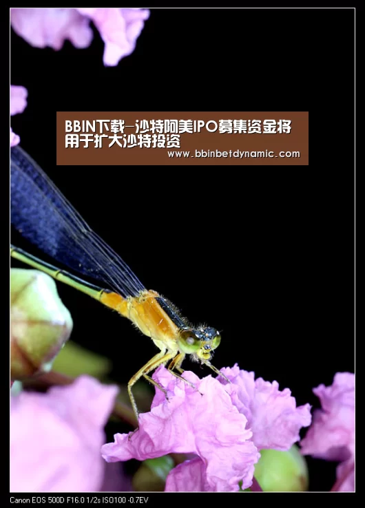BBIN下载-沙特阿美IPO募集资金将用于扩大沙特投资(图1) BBIN下载